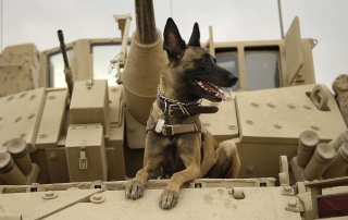 dog-tank-army-malinois