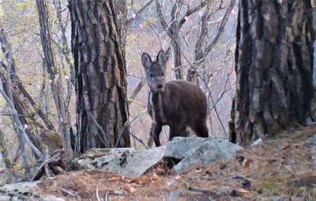 사향노루 . 출처: 녹색연합 https://www.greenkorea.org/activity/wild-animals/roadkill/98536/