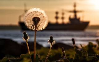 dandelion