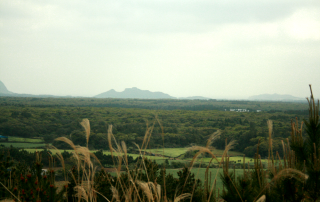 Gotjawal_Forest_on_Jeju_Island-0